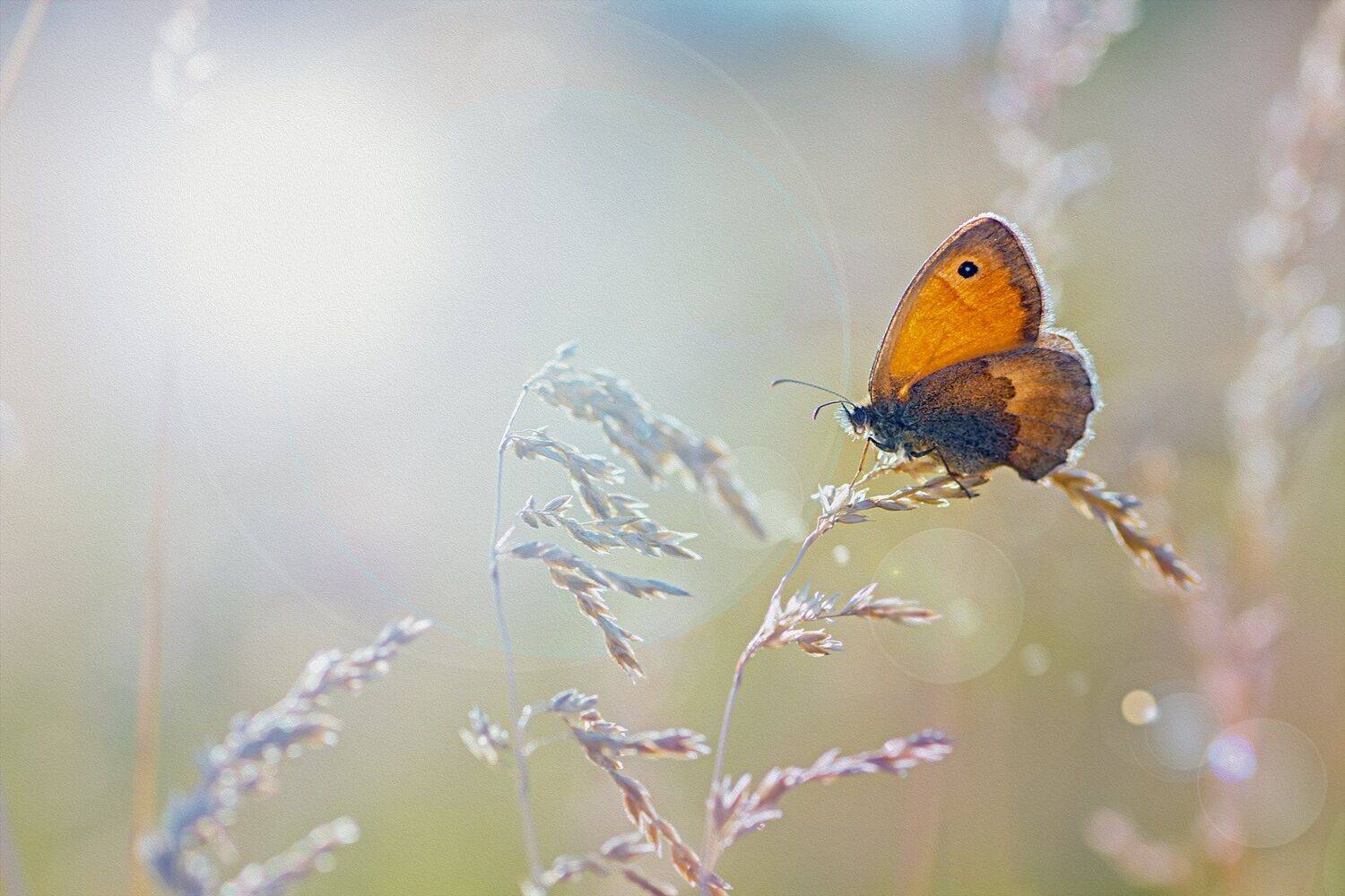 бабочка,ветка,цвет,красный,желтый,крылья, Юрий Котов
