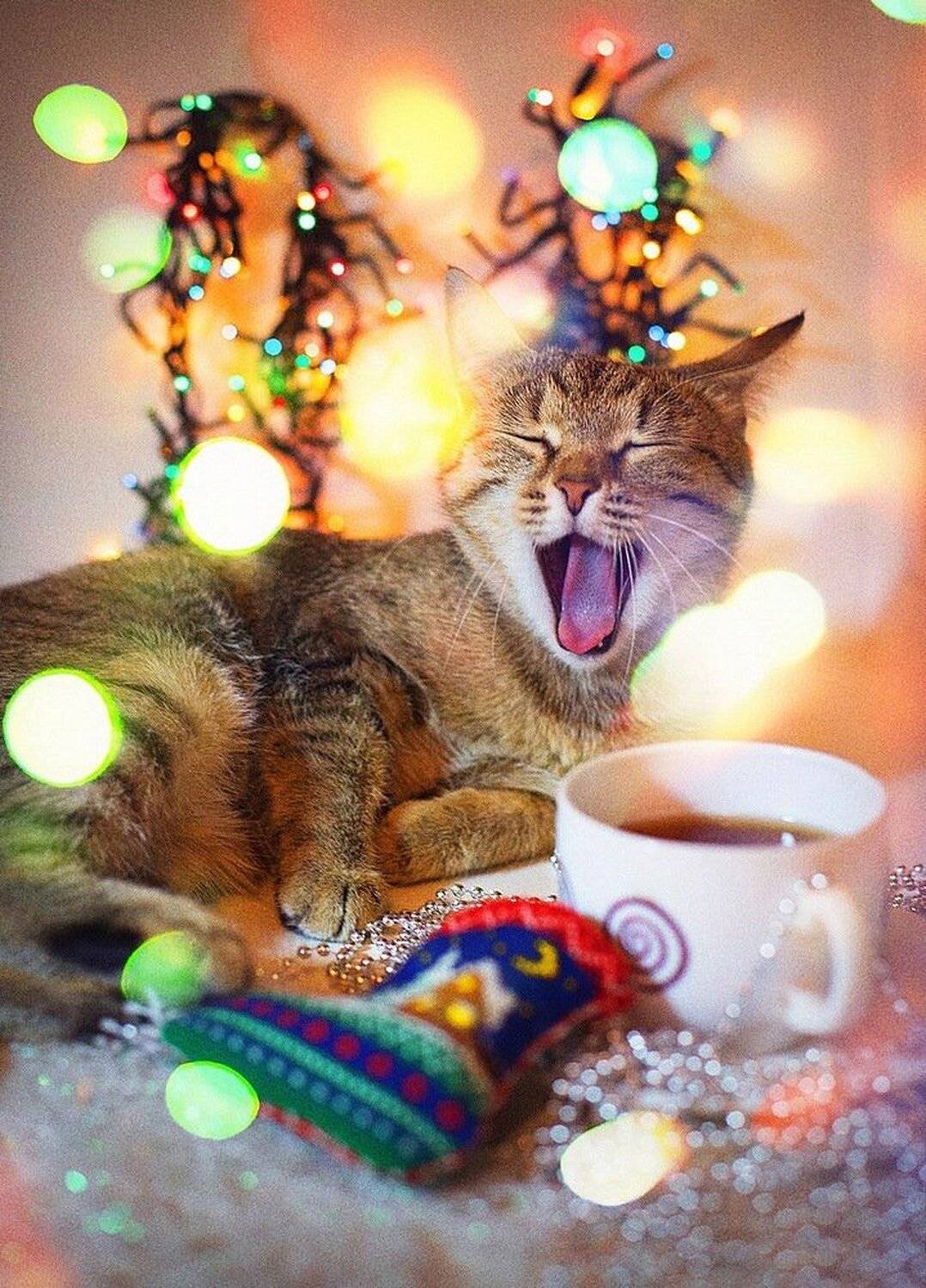 новый год, кошка, буська, праздник, огни, радость, Художников Павел