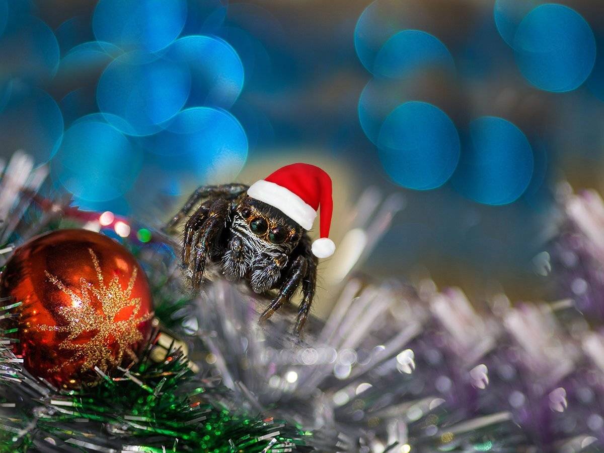 макро, природа, насекомые, пауки, скакунчик, праздник, елка, мишура, фонарики, гирлянды, новый год, Александр Земляной