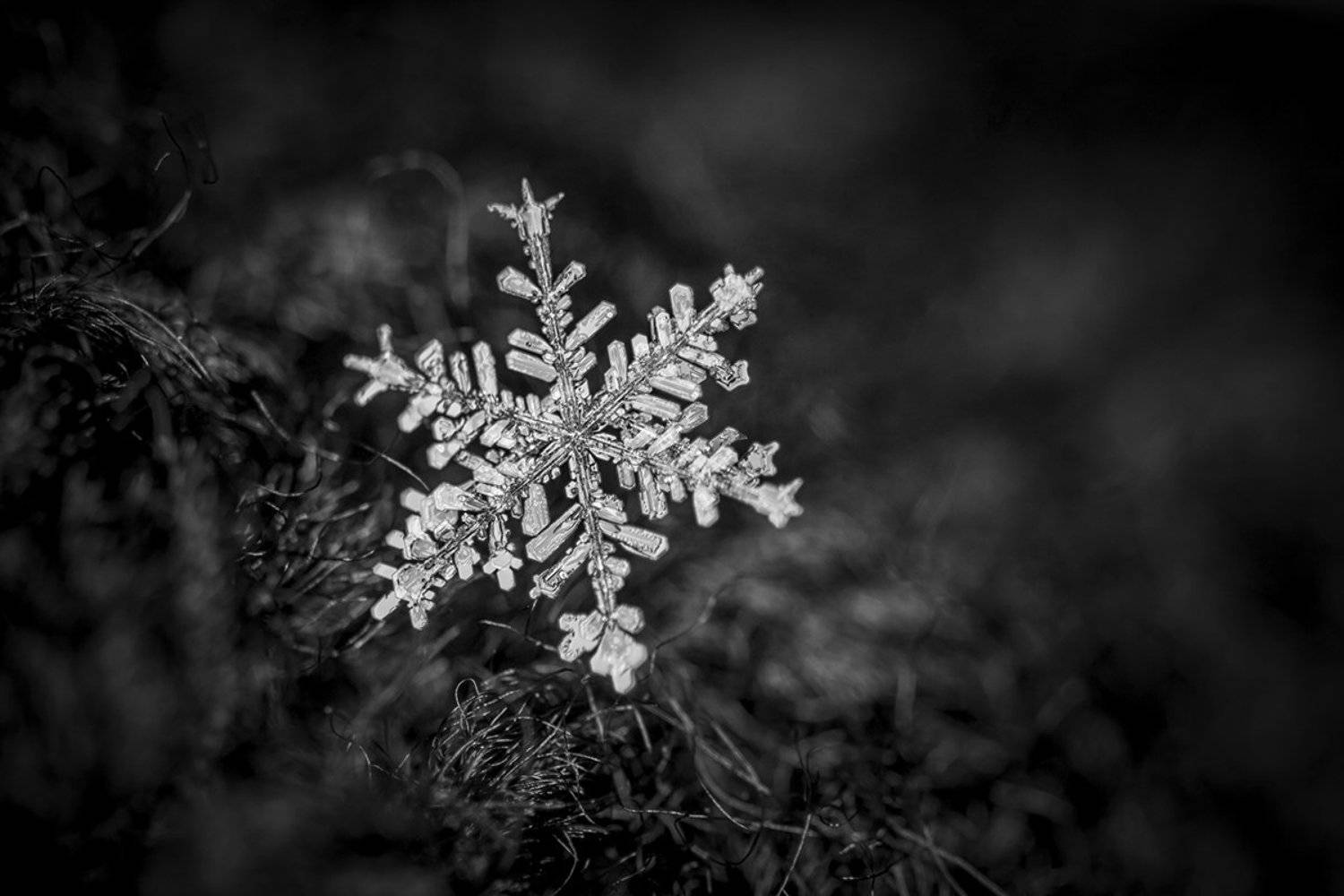 , Nicolae Fanurie Chirobocea