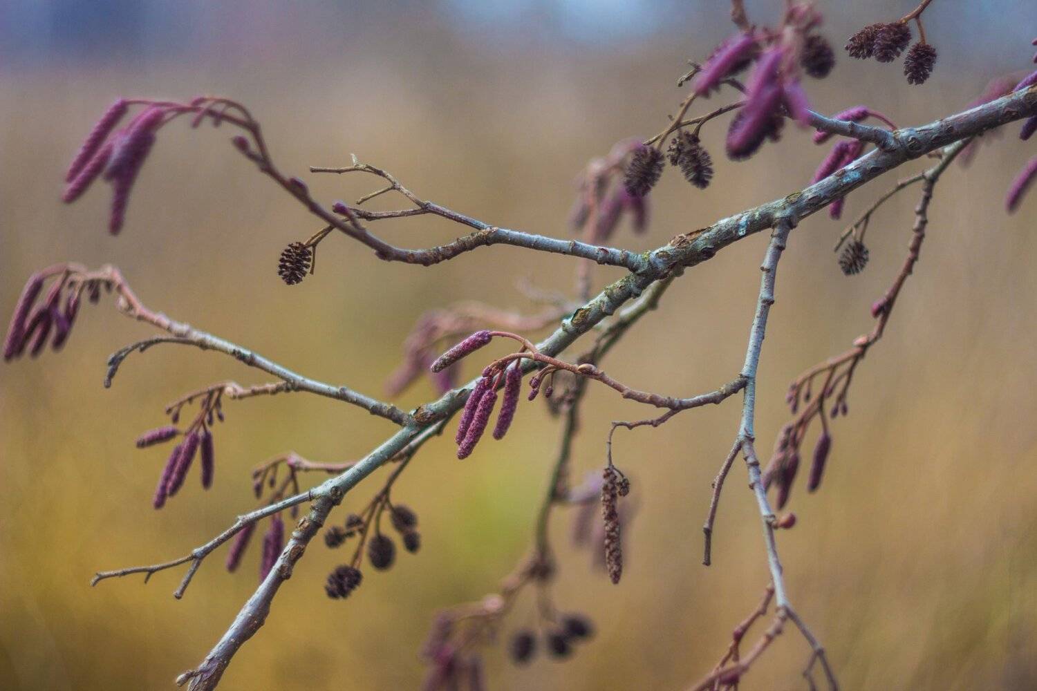 , Руслан Востриков