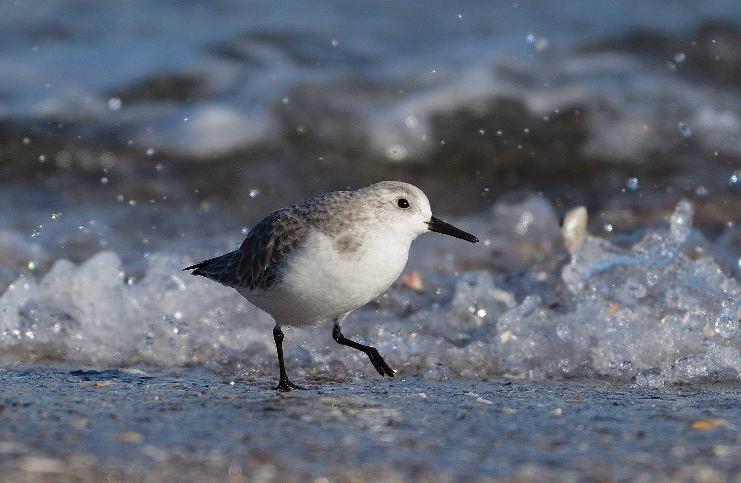 bird, birds, beach, seaside, shoreline, sea, water, animal, animals, sanderling, birdwatching, birding, Димитър Русев