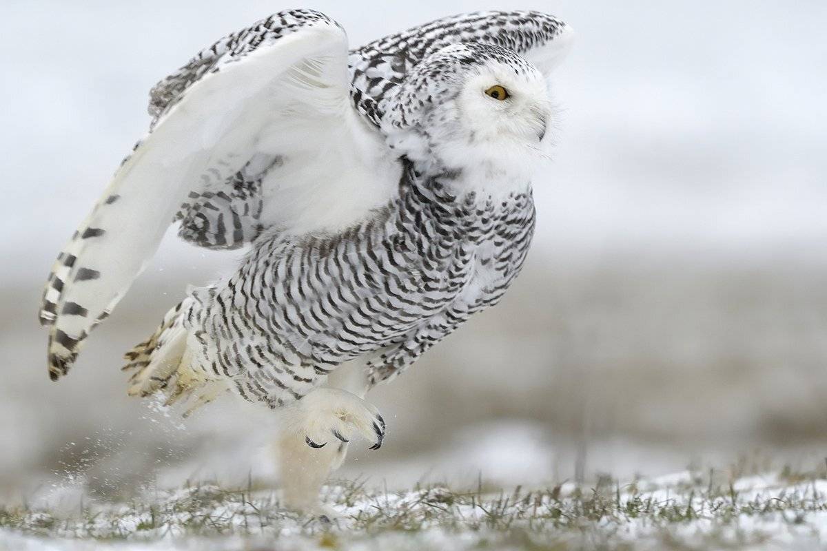 птицы birds, Jaroslav Mego