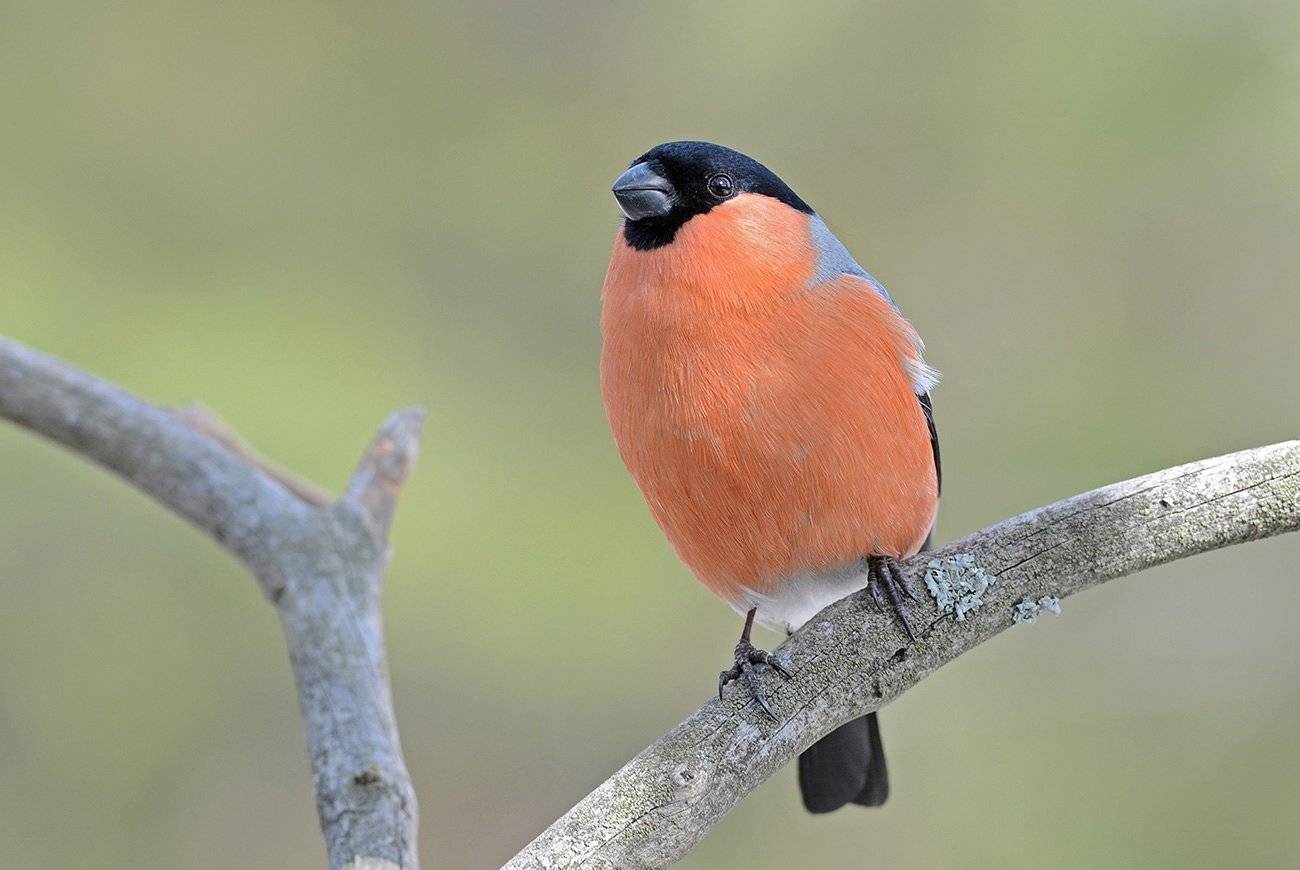 снегирь,самец,сук,бор, Иван