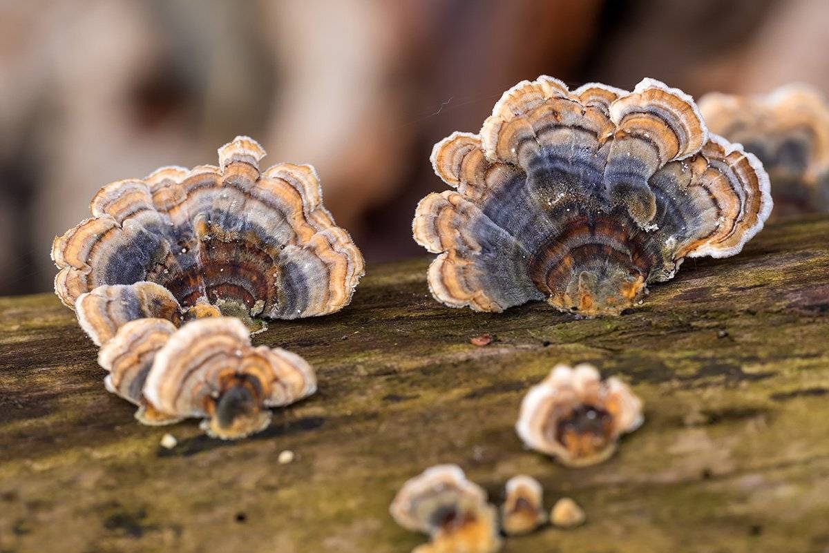 , Александр Земляной