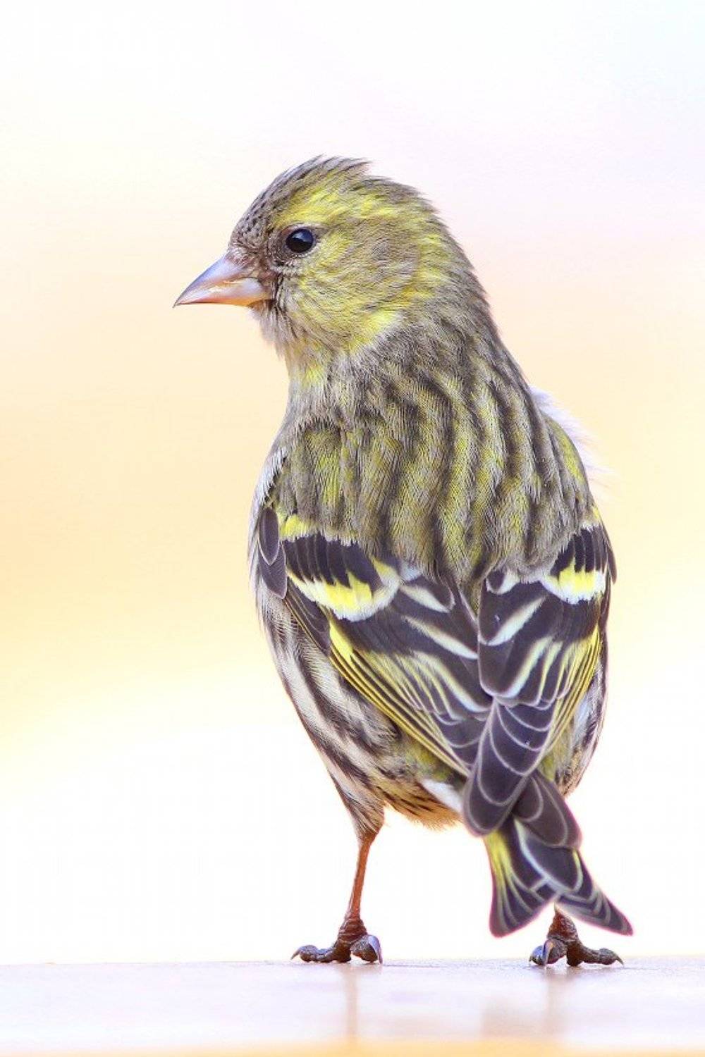 bird,morning,wildlife,nature,color,beautiful,scene,scenery,spring,wild,beauty,birds,light, Piotr G&oacute;rny