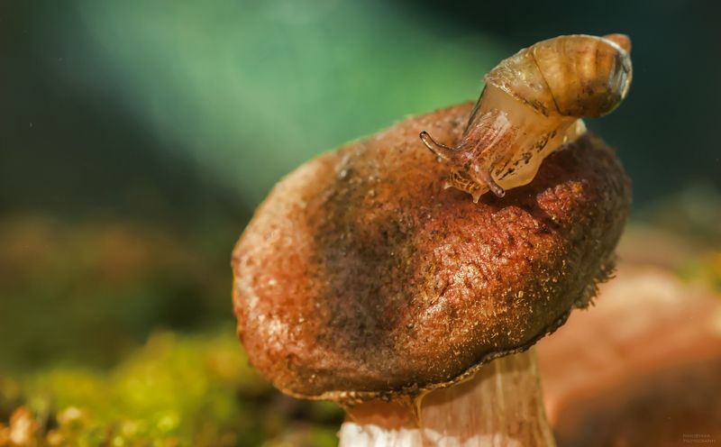 макро, природа, грибы, осень, улитки, янтарка, macro, nature, mushrooms, autumn, snails, Янтарка фото превью