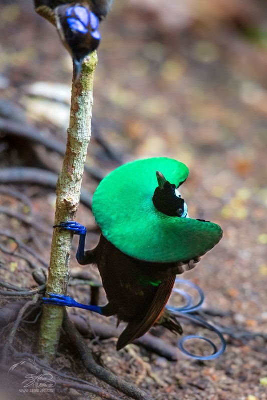 «Предложение сердца». фото превью
