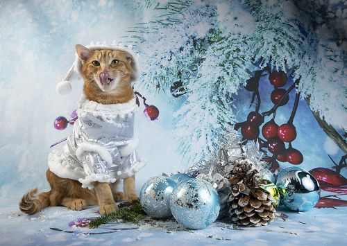 C Новым Годом! Happy New Year!
