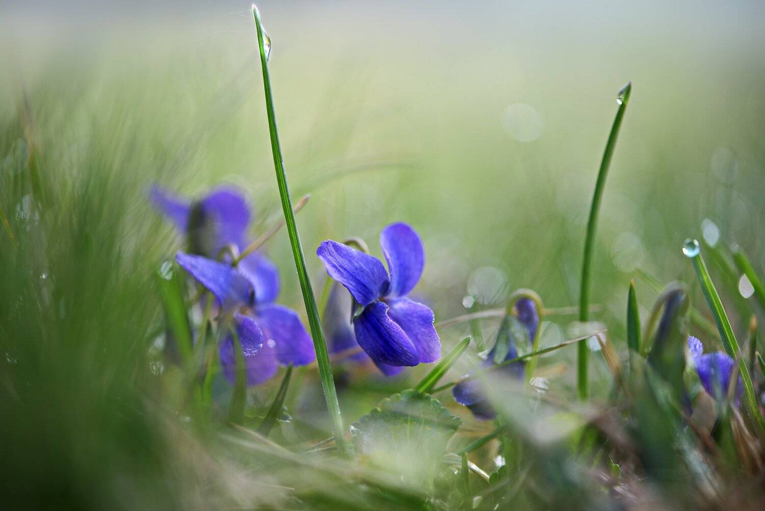 природа, макро, весна, цветы, фиалка, Неля Рачкова