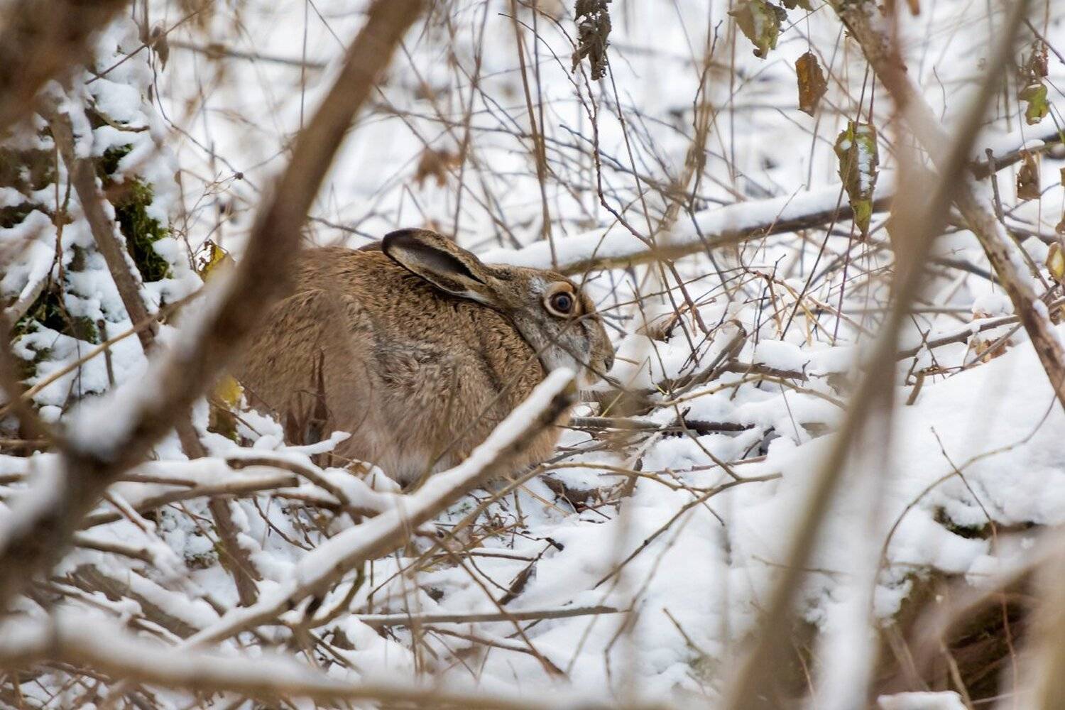 , Александр Абросимов