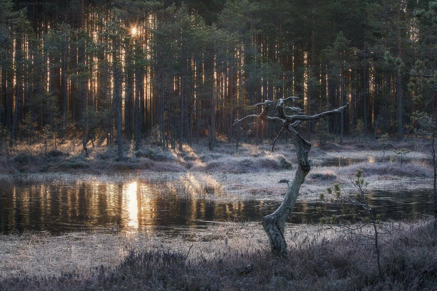 , Антон Кононов