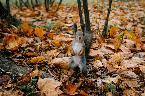 Кормление белки