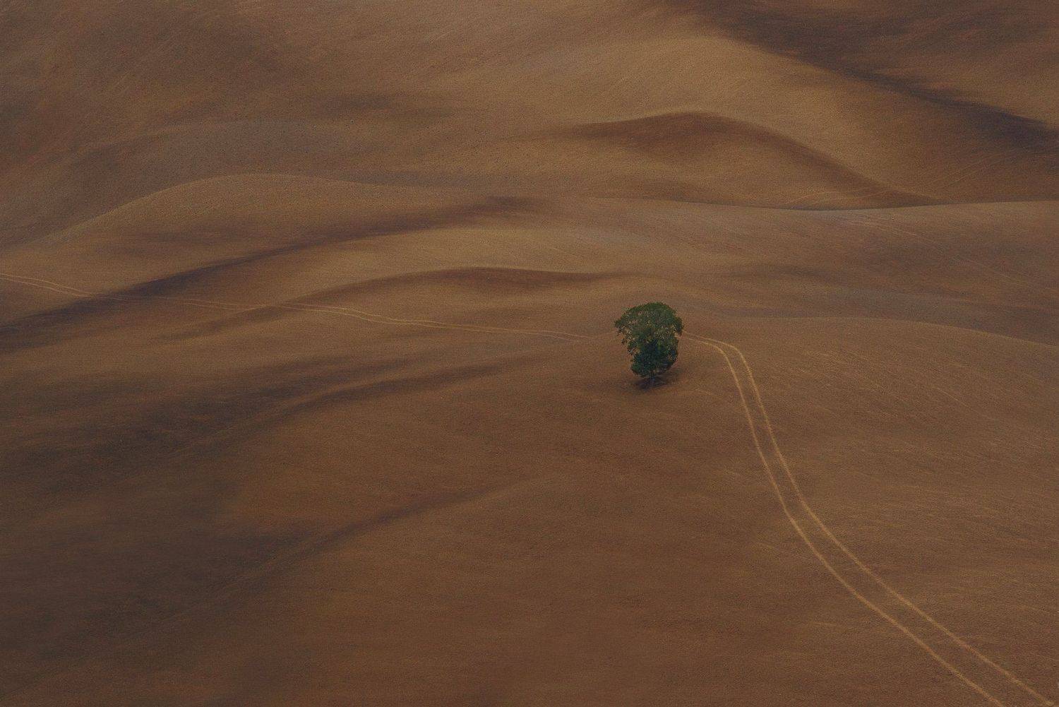 , Тодор Танев