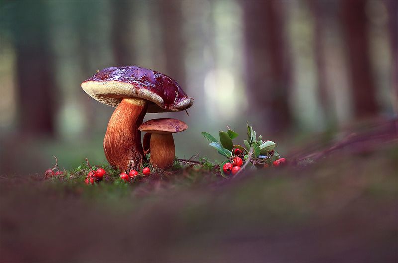 Лес,осень,грибы. Я тебя закрою от холодного дождя. фото превью