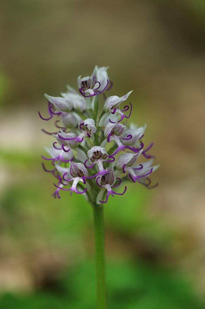 природа, макро, растения, орхидные, ятрышник, Александр Земляной