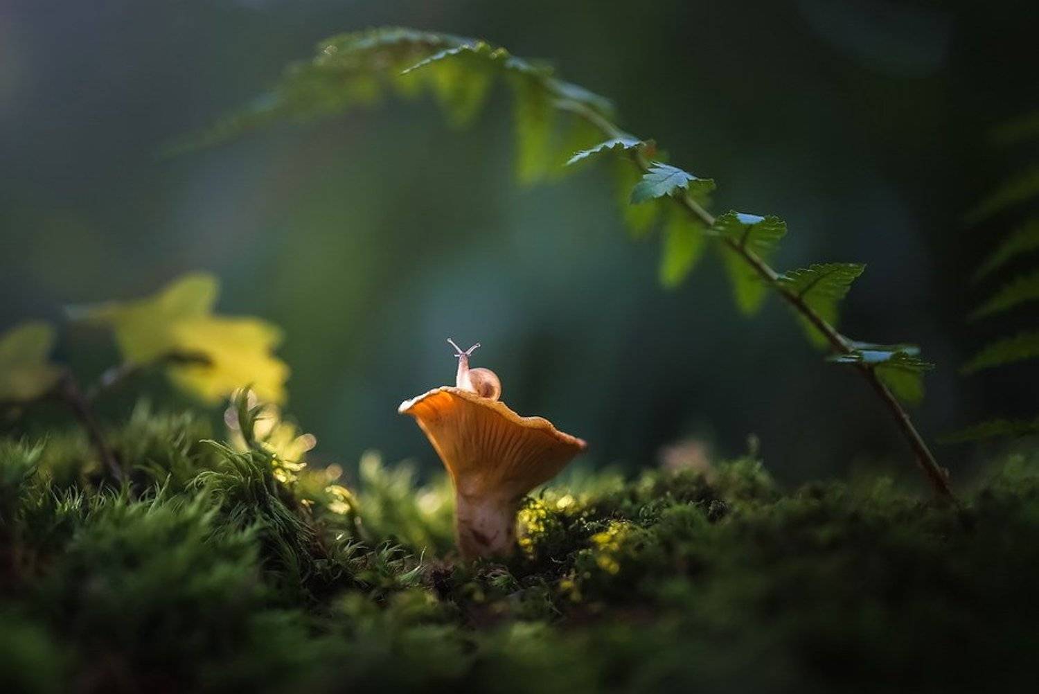 , Вячеслав Мищенко