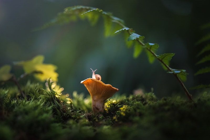 Где то спрятался ежик фото превью