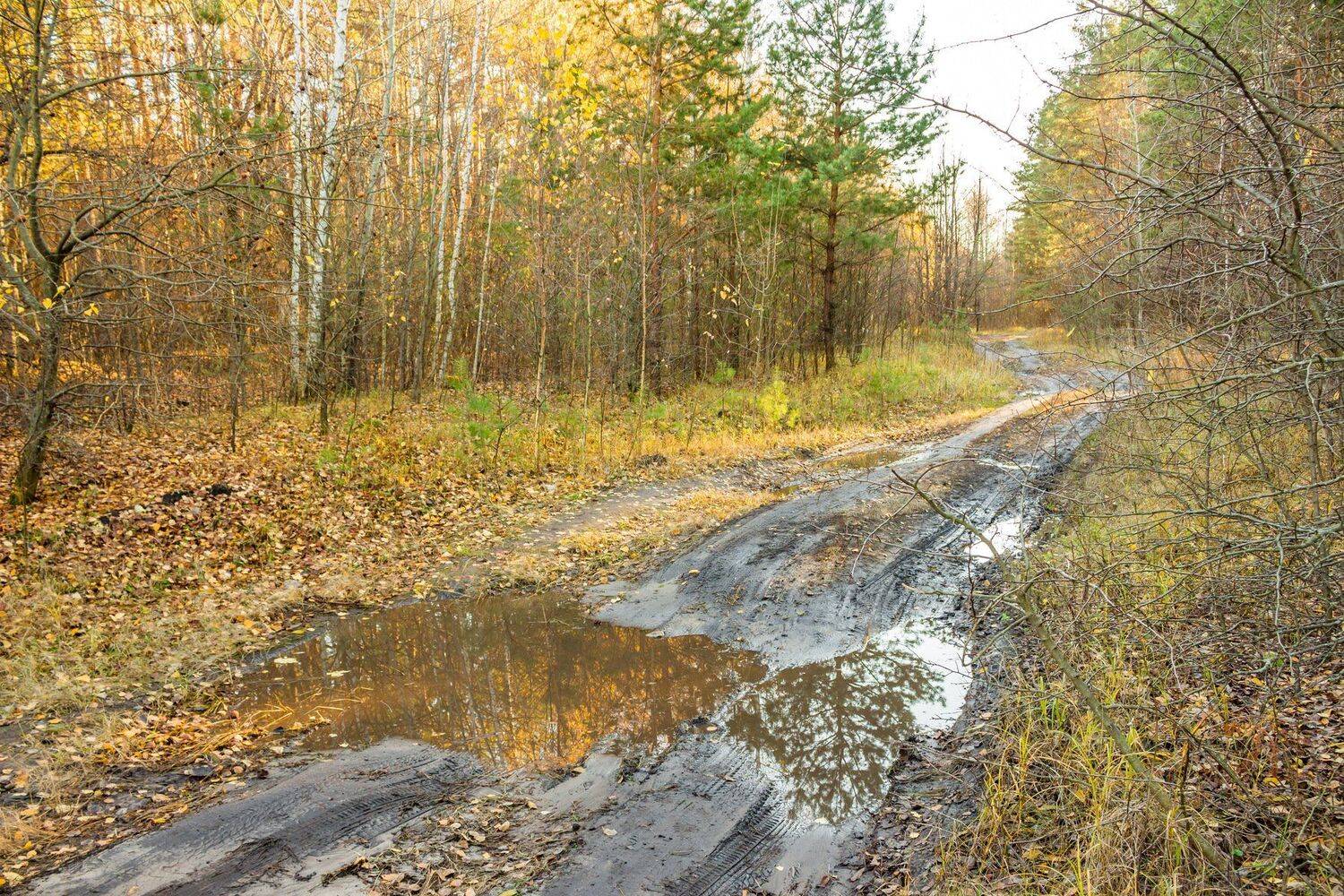 осень, октябрь, лужи, лес, заповедник, дорога, грязь, Руслан Востриков