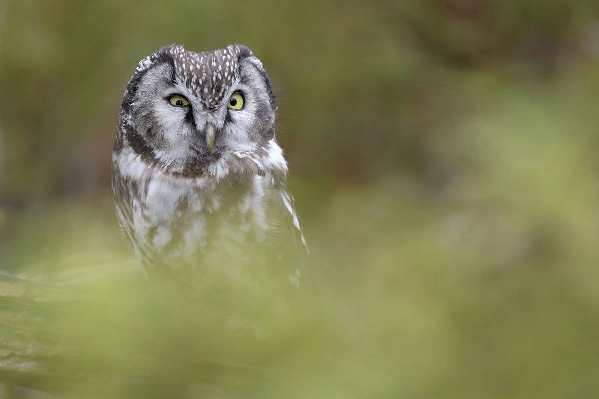 птицы birds, Jaroslav Mego