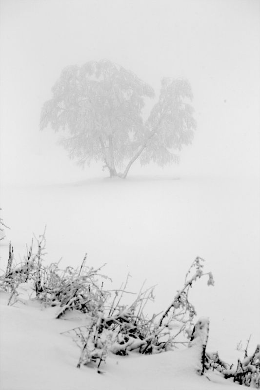 Winter фото превью