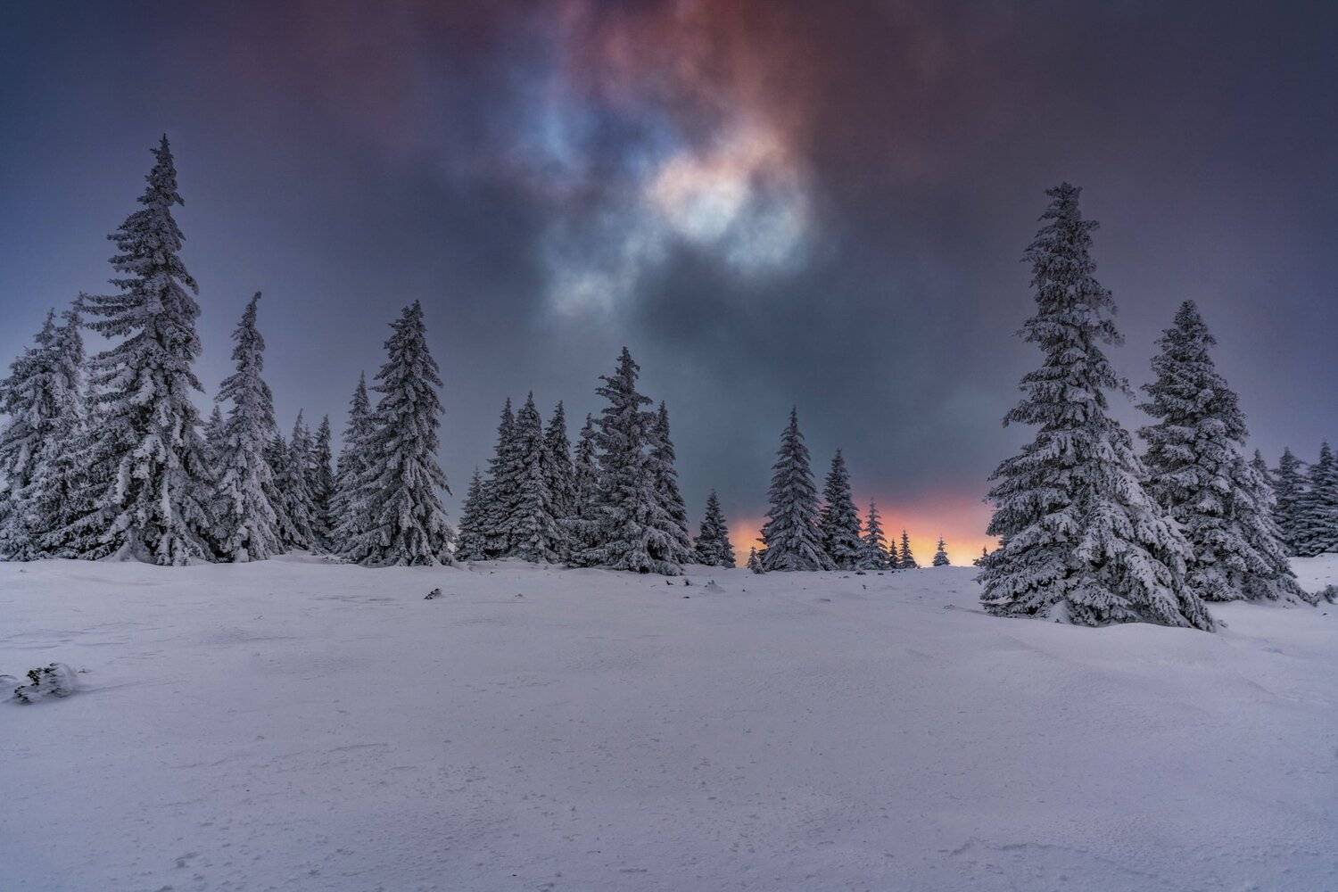 , Eddie Adamov