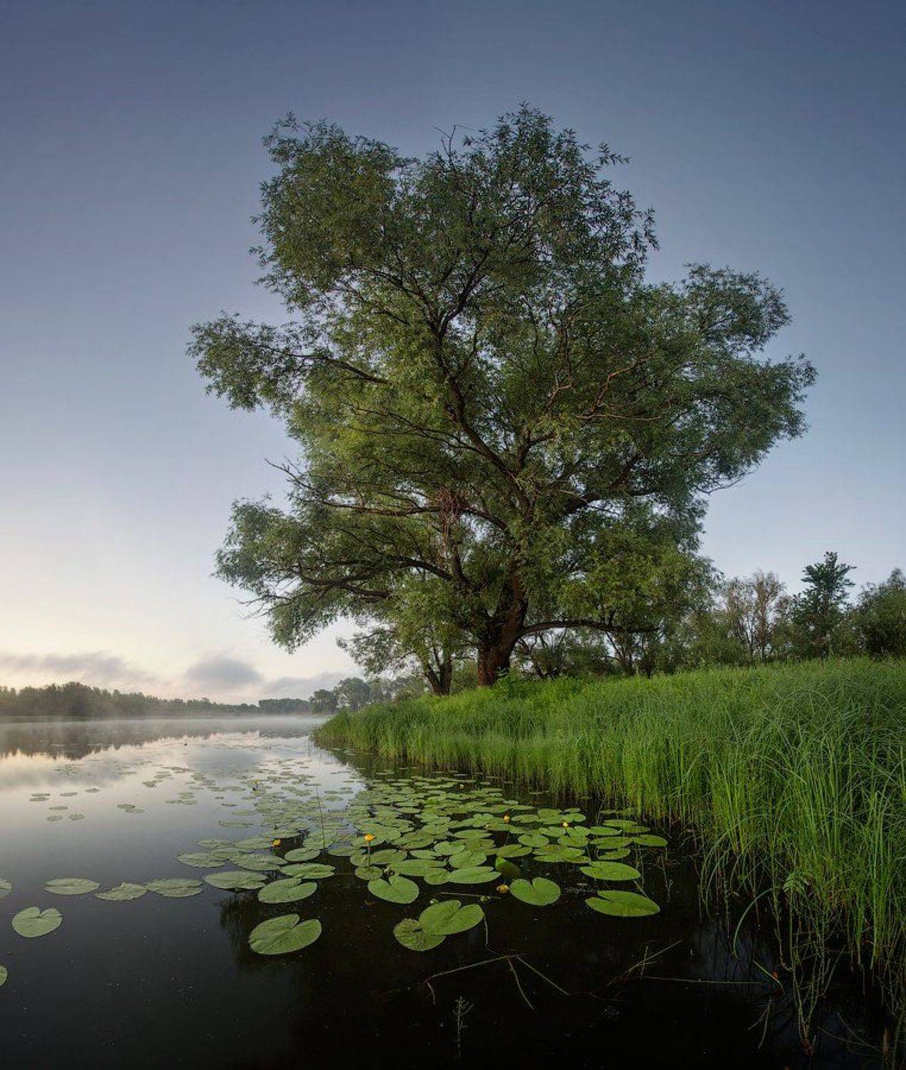 природа утро лето, Михаил Корнилов