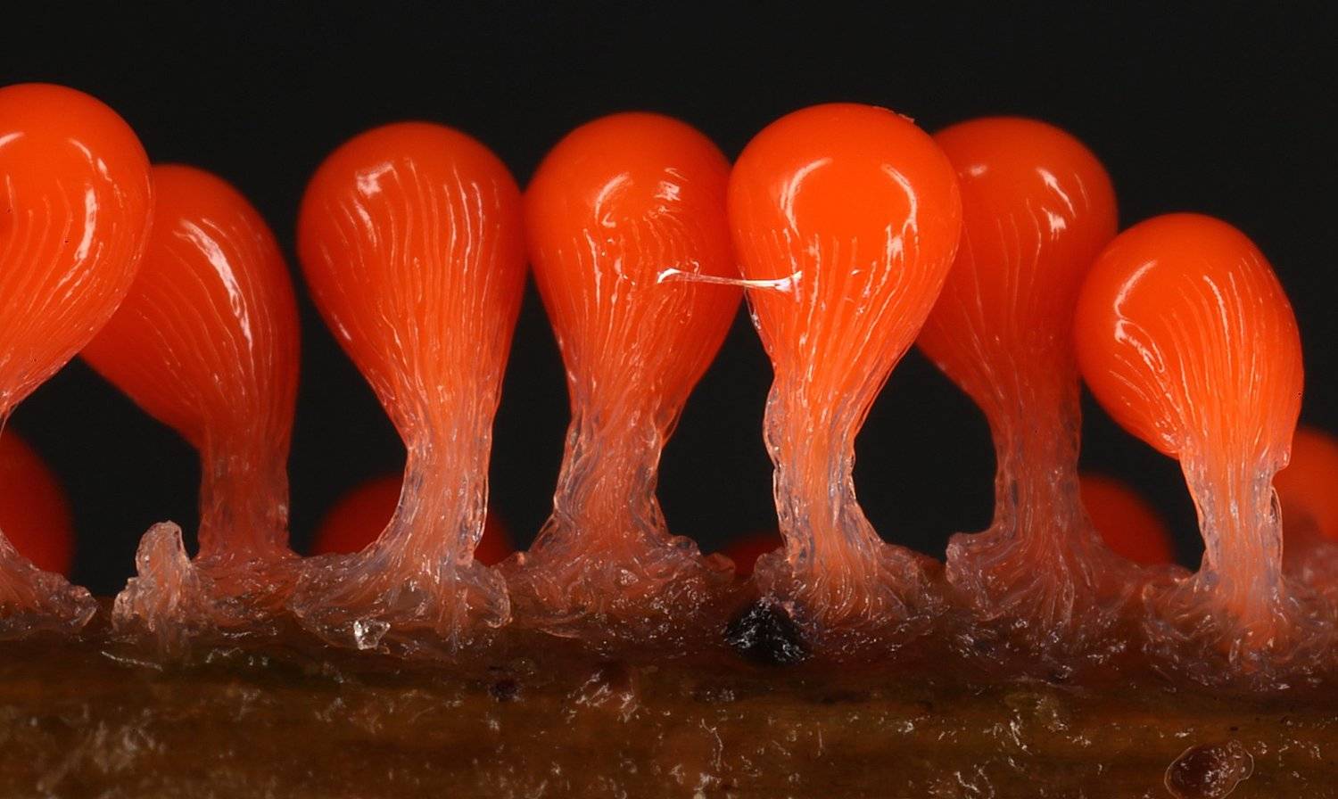 миксомицет трихия спорангии Trichia decipiens, Александр Зорин