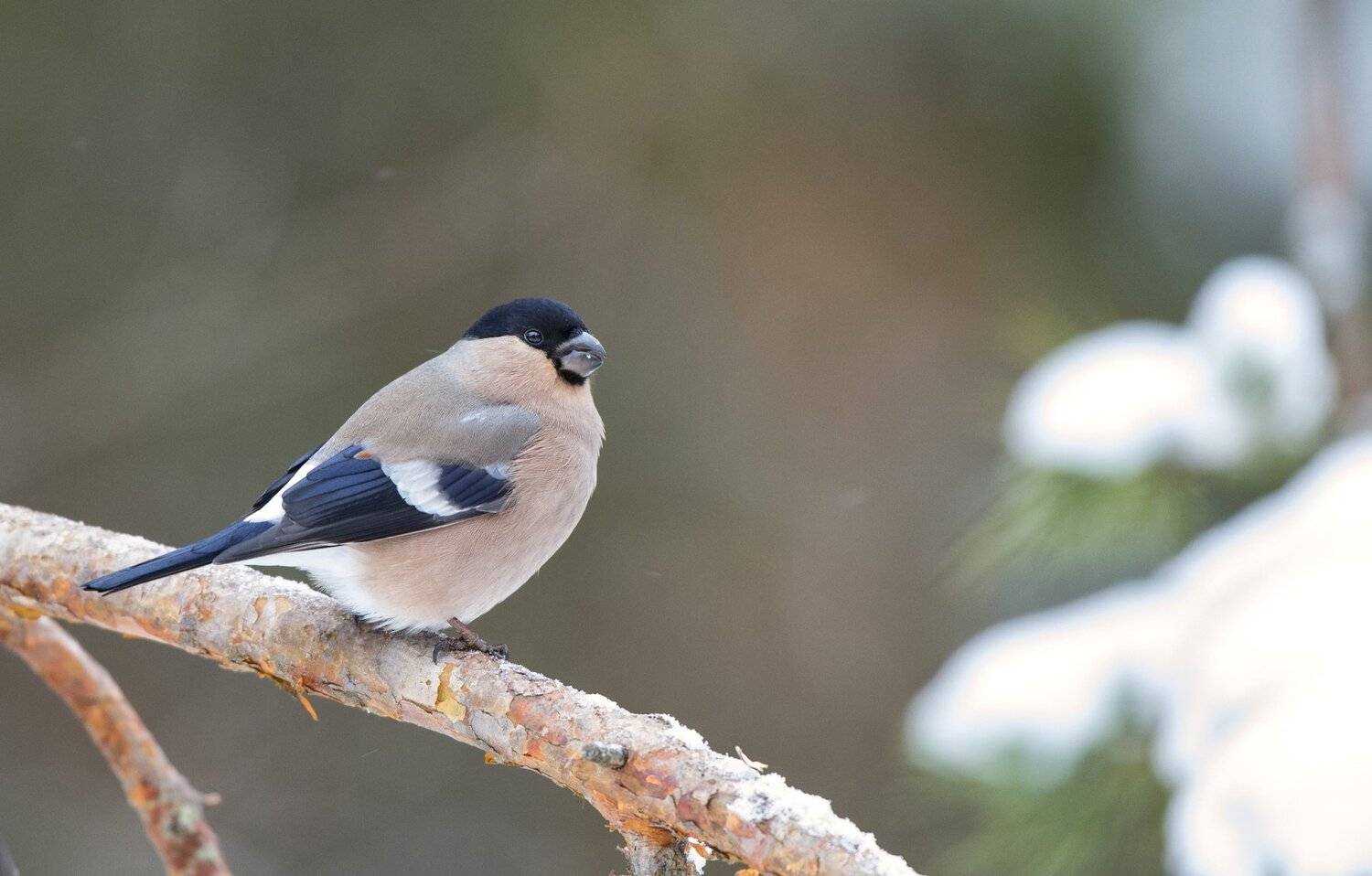 , Юрий Кулаков