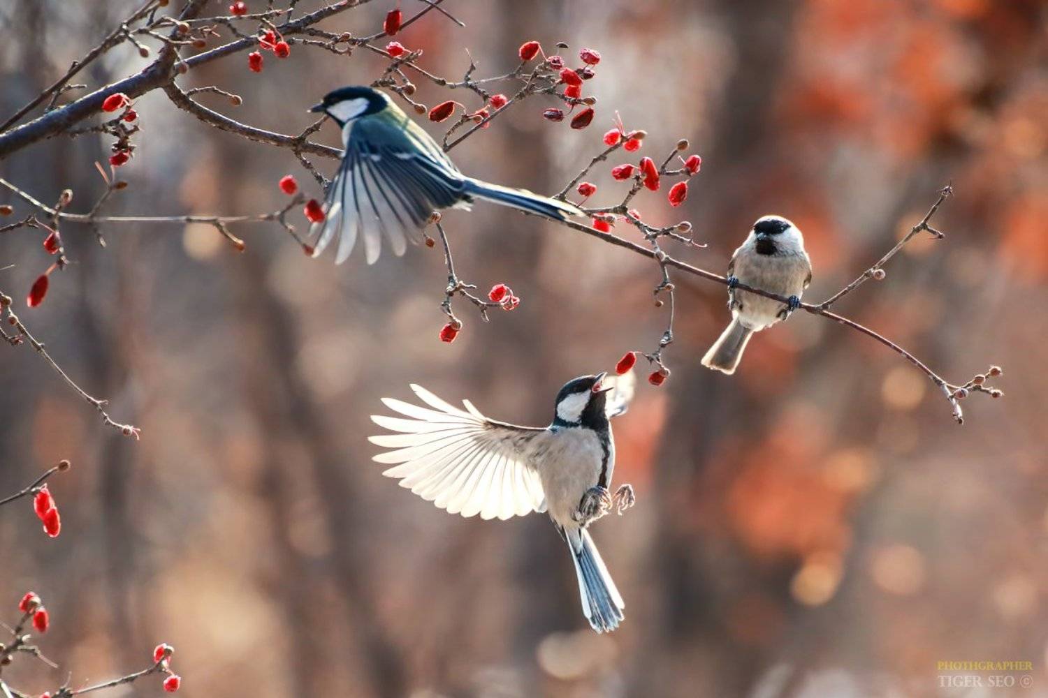 tit great_tit bird winter nature Korea, Seo Tiger