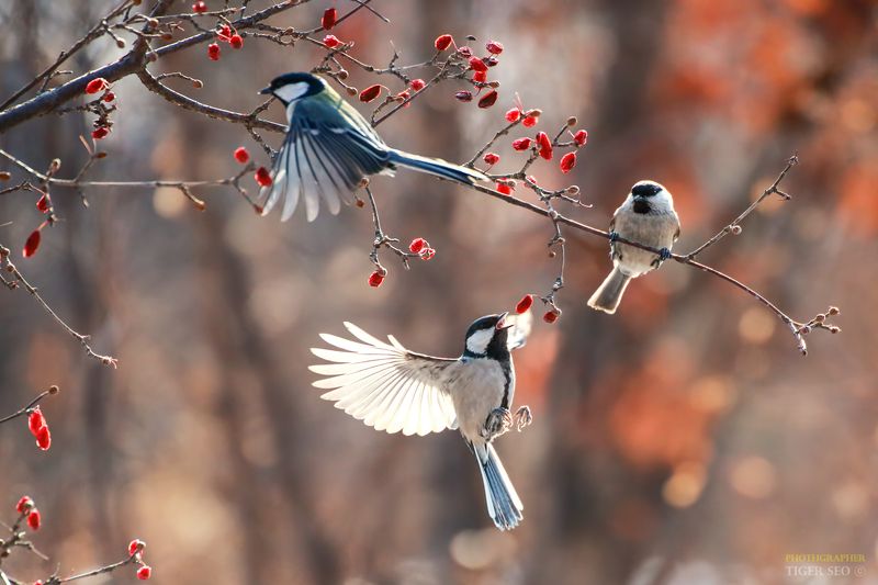 tit great_tit bird winter nature Korea flying фото превью