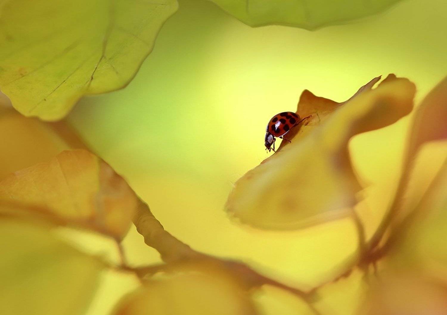 осень,листва,божья коровка., Viktor Schneider