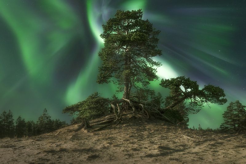 Северное сияние, Кольский полуостров, aurora Borealis В песках Кузомени фото превью