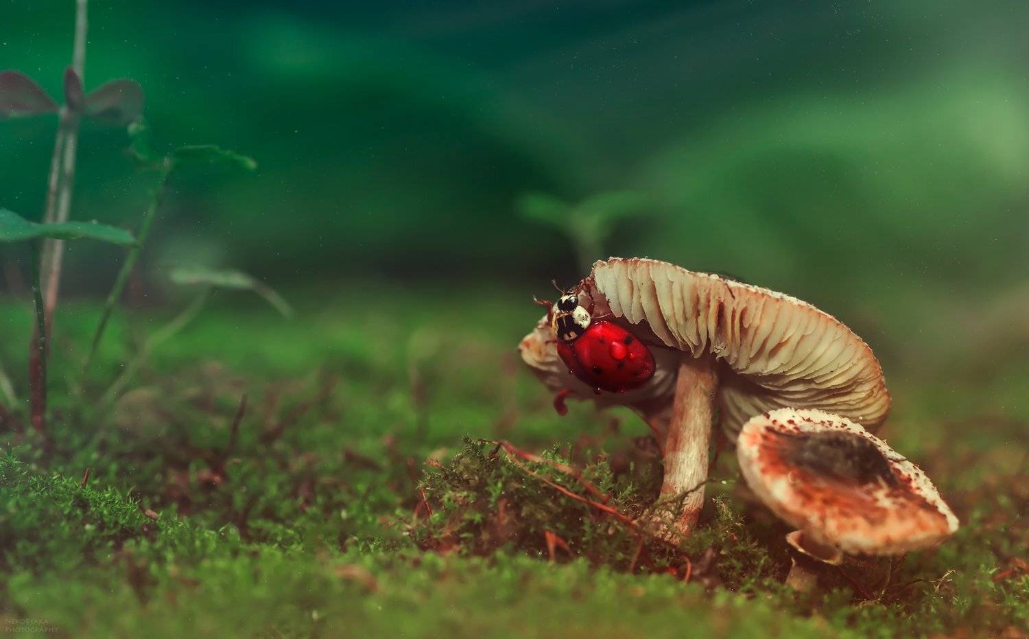 макро, природа, мох, грибы, насекомые, божья коровка, растения, macro, nature, moss, mushrooms, insects, ladybug, plants,, Тараненко Анжелика