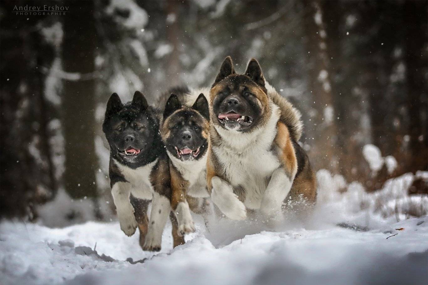 , Андрей Ершов