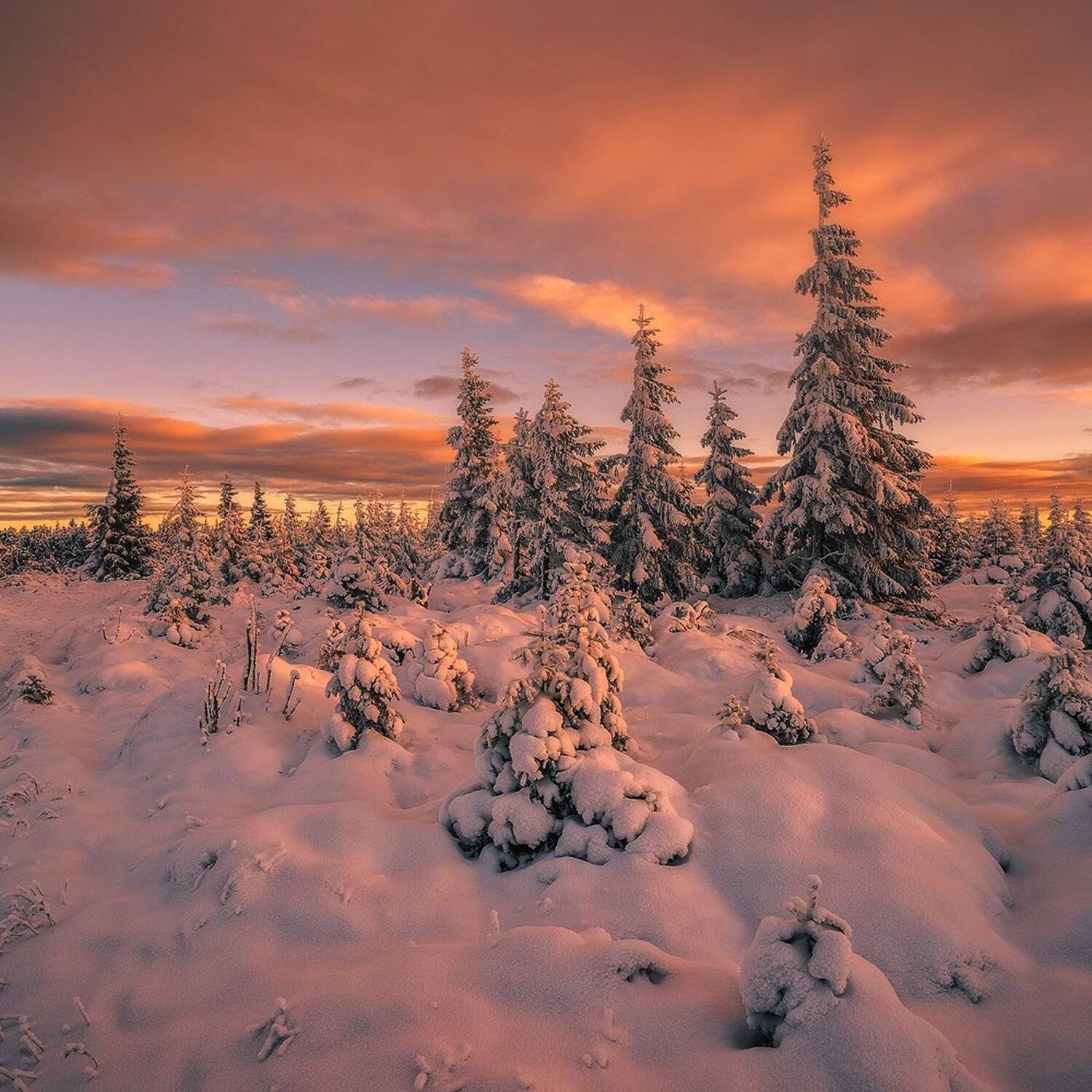 landscape,canon,sunrise,winter, Iza i Darek Mitręga