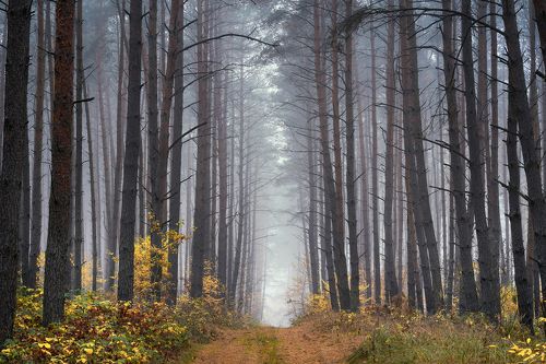 Uphill in the forest