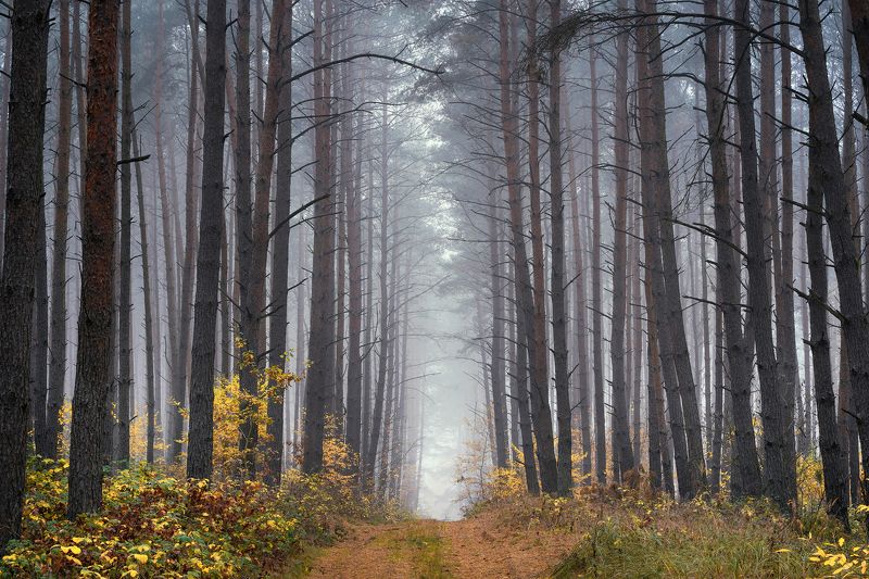 uphill in the forest tree trees magic mist foggy morning path road dranikowski fog autumn fall Uphill in the forest фото превью
