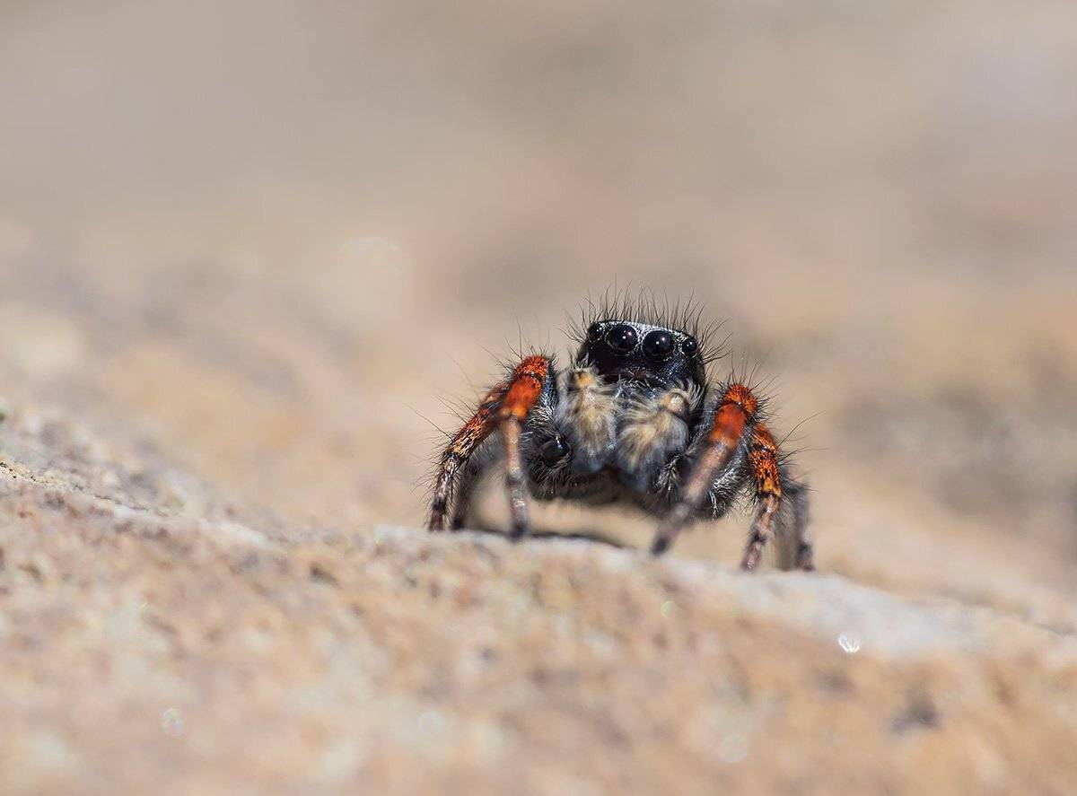 макро, насекомые, пауки, скакунчик, Александр Земляной