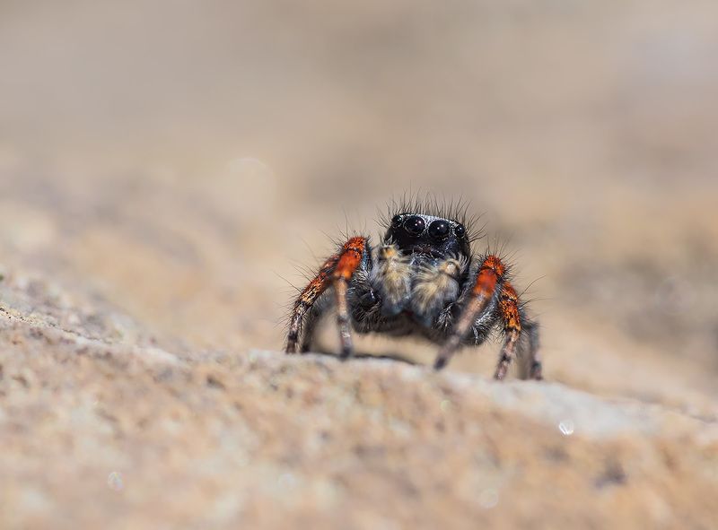 Дети смутного времени - панки! фото превью
