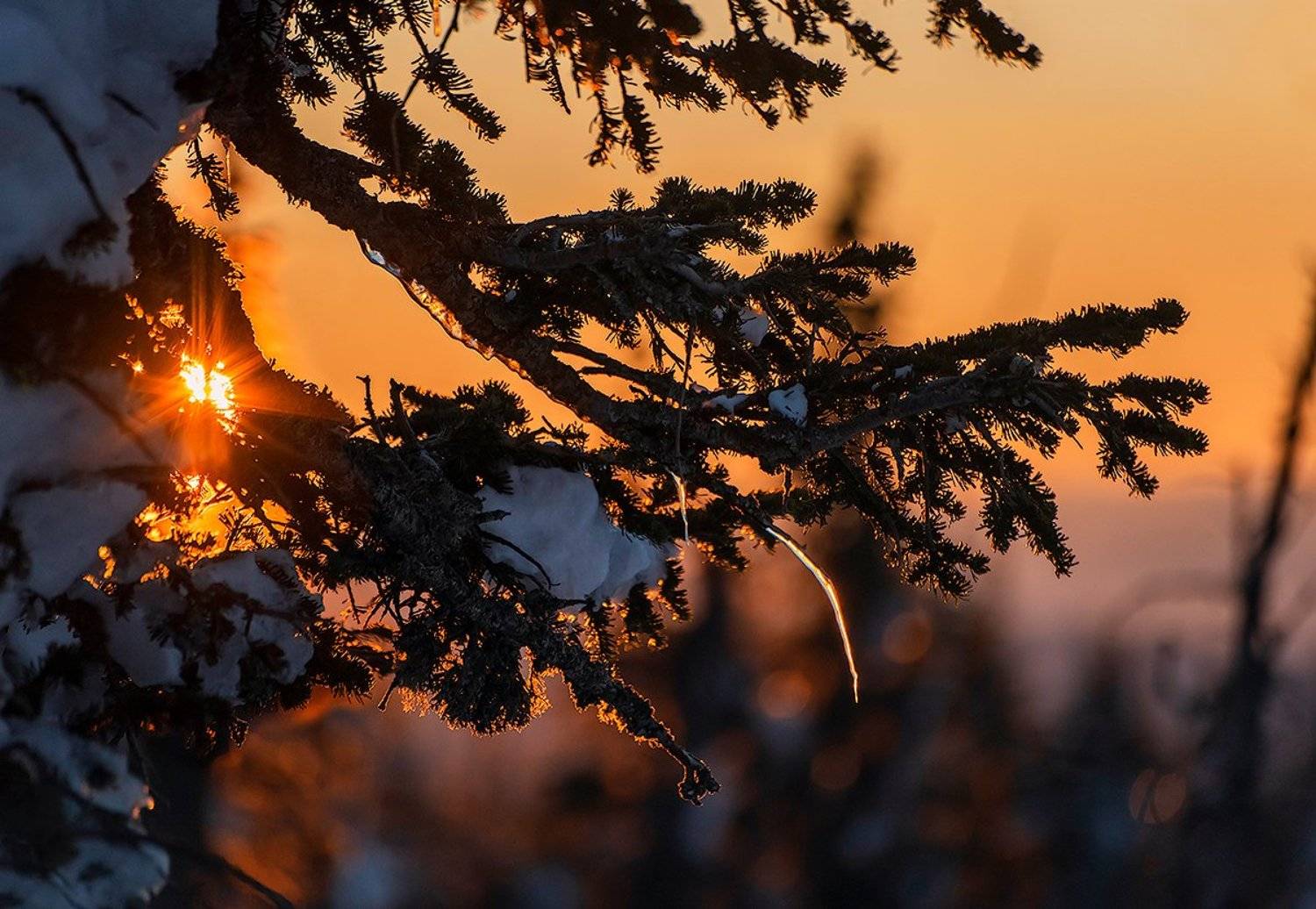 утро, пихты, мороз, солнце, зима, гора зелёная, шерегеш, горная шория, сибирь, Валерий Пешков