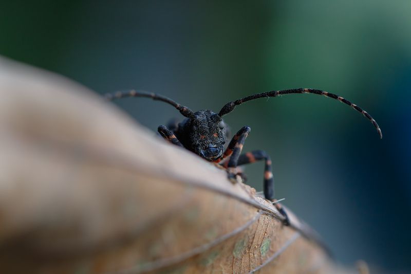 Усач.. фото превью
