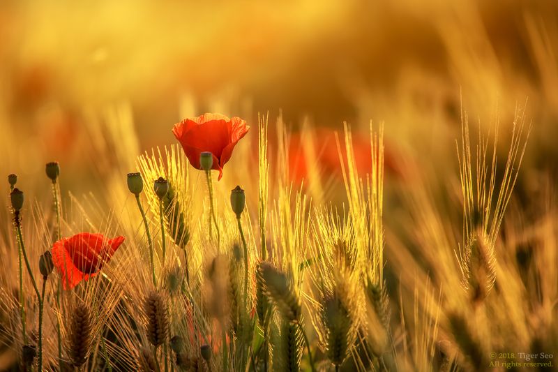 poppy barley flower nature light sunset macro Korea  poppy and barley фото превью