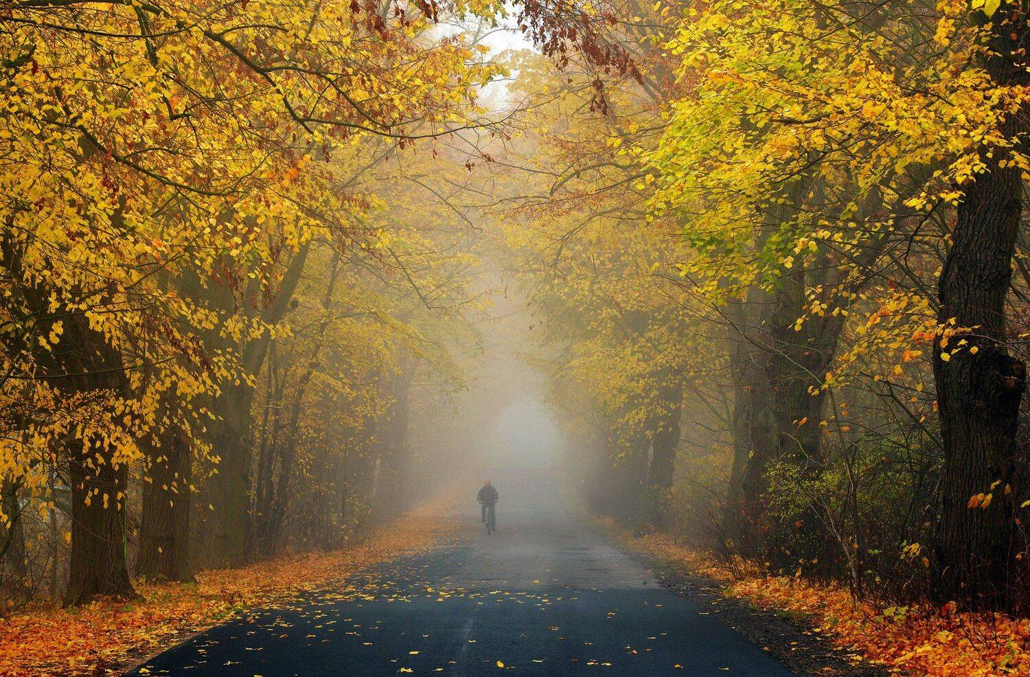велосипедист autumn rider fall road path magic trees tree dranikowski foggy mist cyclist, Radoslaw Dranikowski