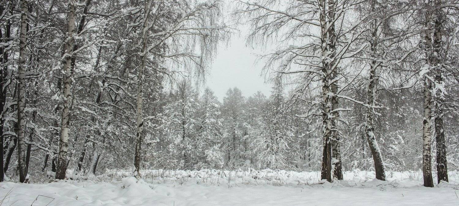 лес, зима, снег, туман, Руслан Востриков