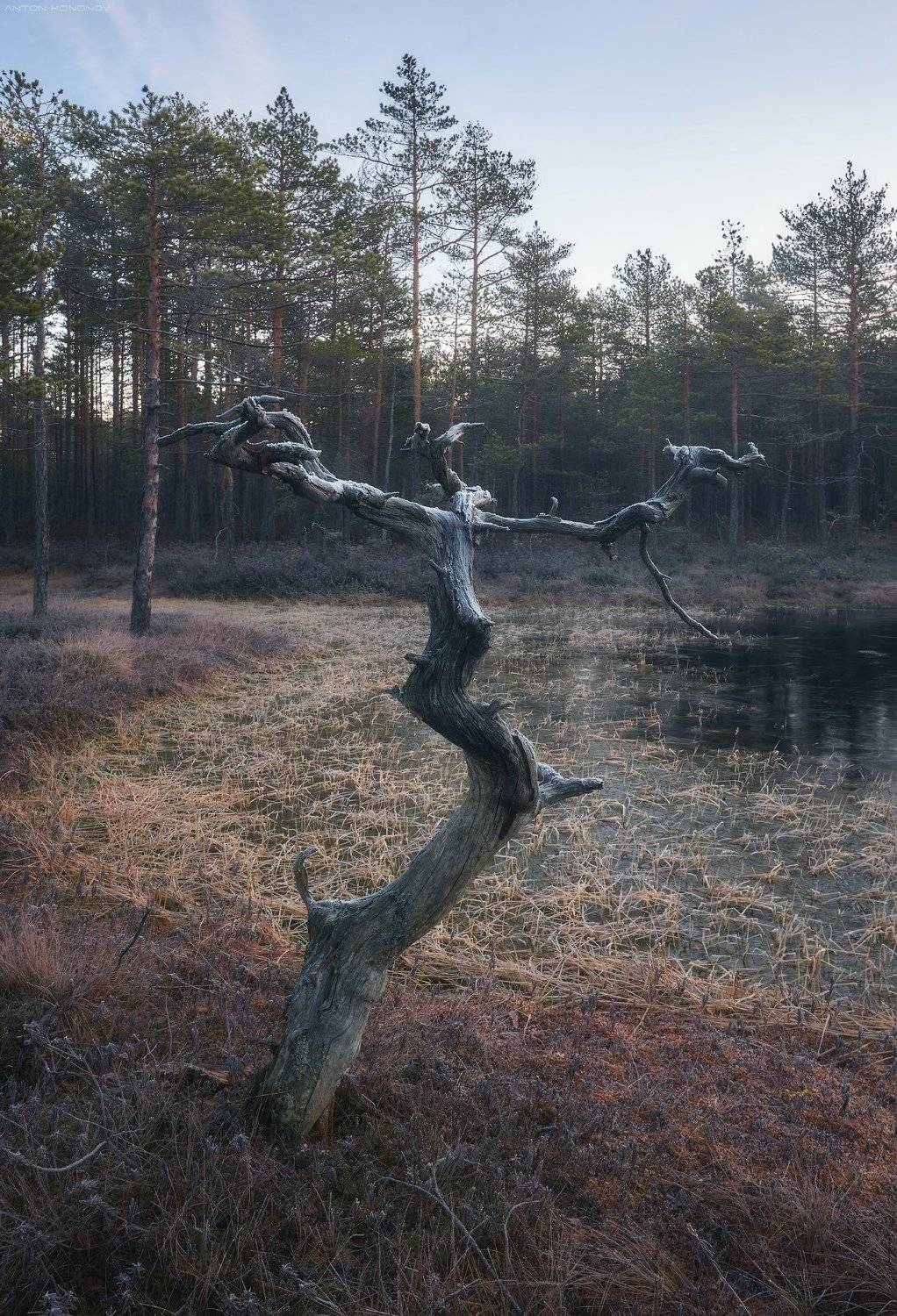 сухая сосна, болота, иней, Антон Кононов