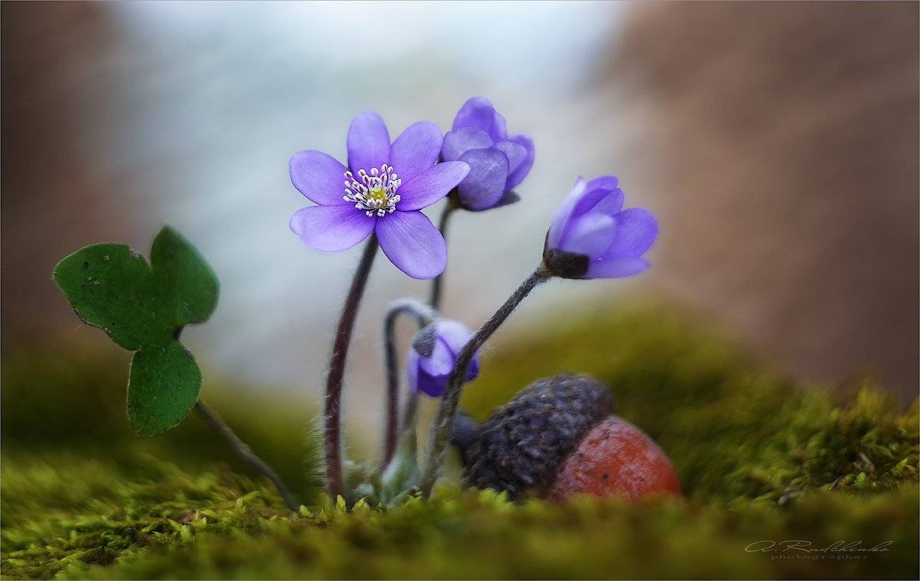 , Рудченко Анатолий