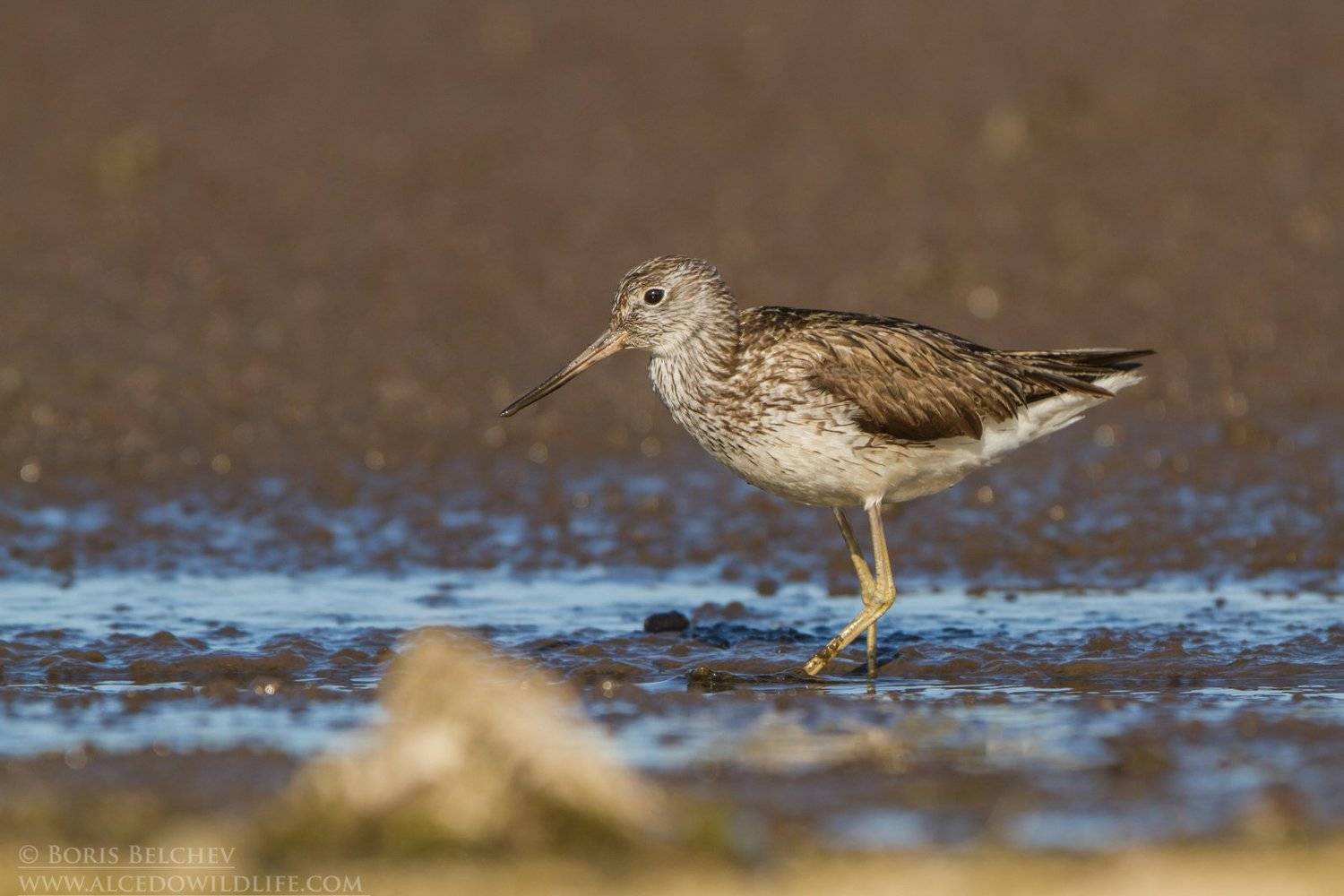 , Борис Белчев