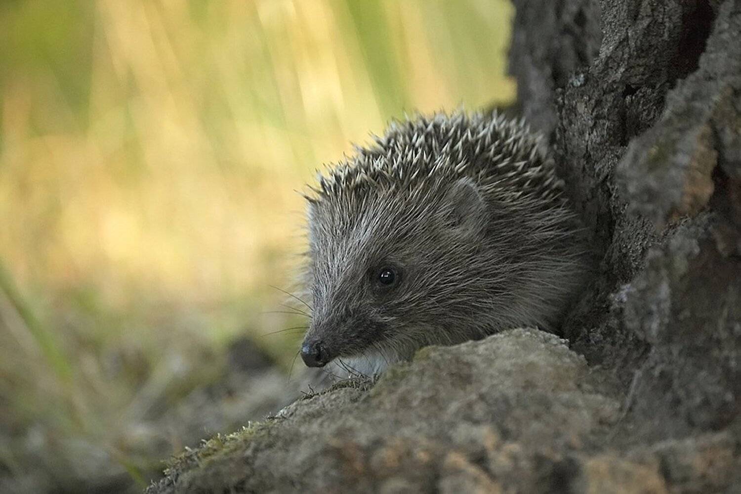 ёж, тихоня, Михаил Агеев