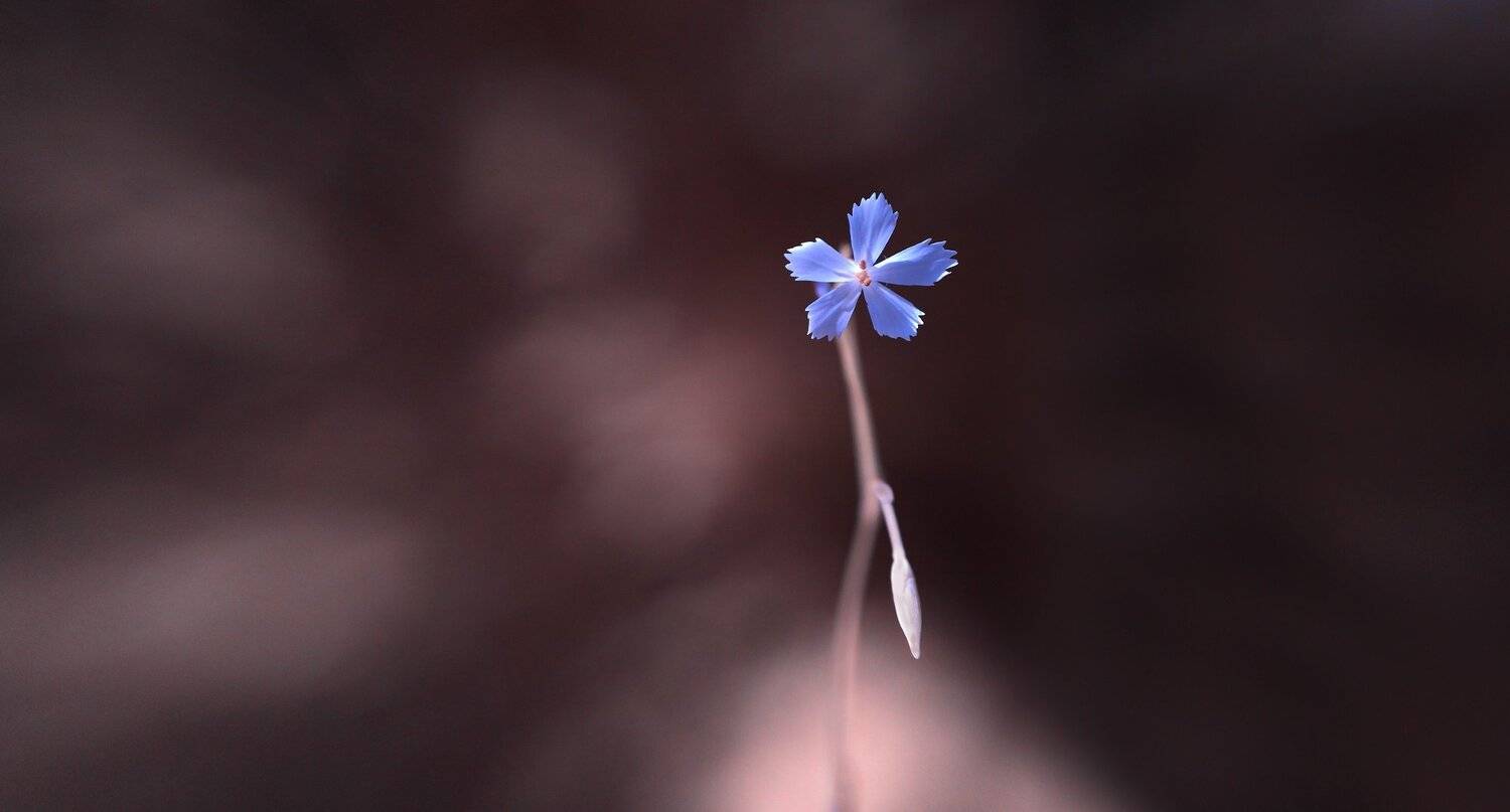 infrared,ик-фото,инфракрасное фото,инфракрасная фотография,природа,беларусь,лето,цветы, Sixten ( Сергей )